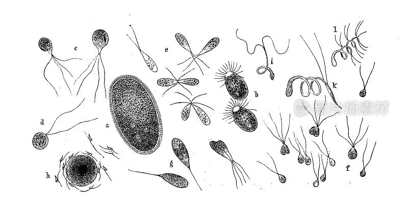 原生质:Vaucheria (a)， Oedogonium (b)， Draparnaldia (c)， Coleochaete (d)， Botrydium (e-g)， Fucus (h)， Funaria (i)， Sphagnum (k)， Adianthum (l)